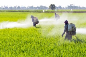 The dangers of chemical pesticides
